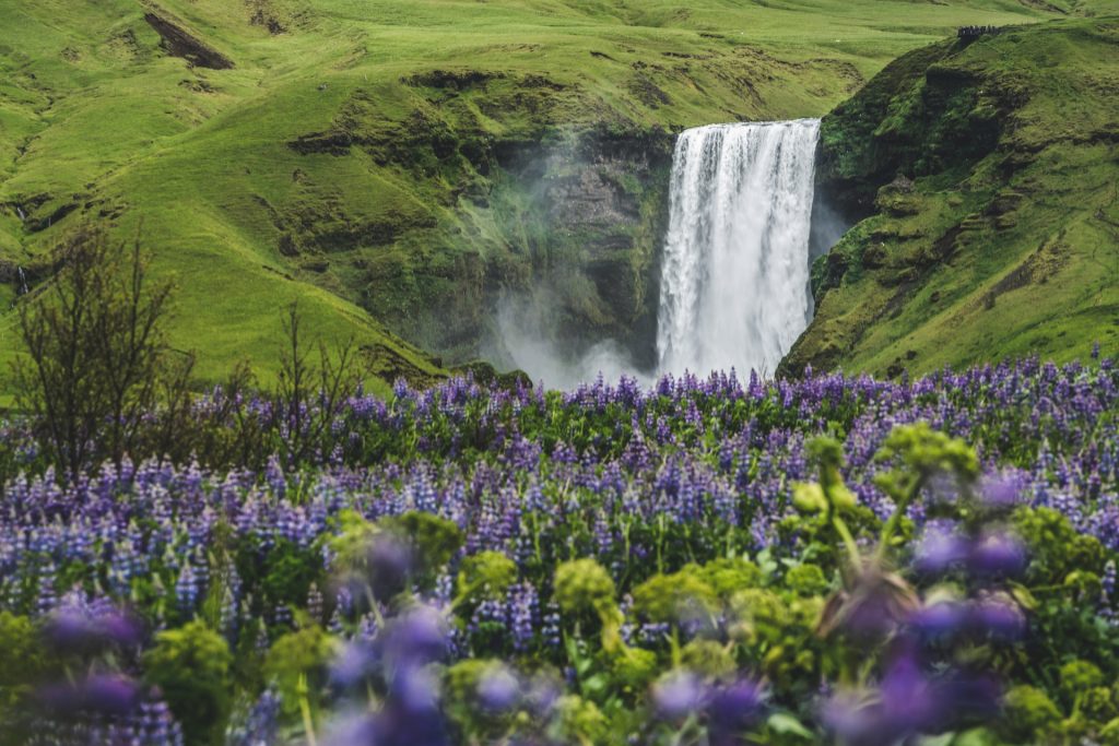 Lupine in summer Iceland